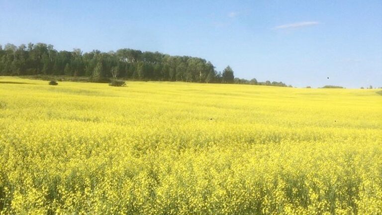 BCF canola 768x432