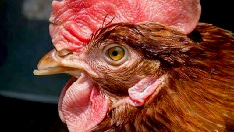 MRF hen 768x432