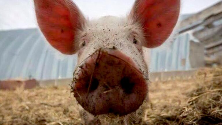 MRF pig 768x432