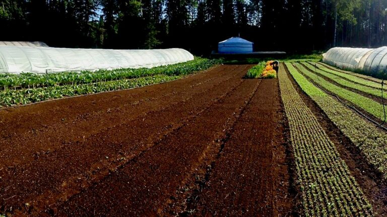 VMG greenhouses 768x432